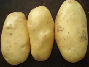 Good Quality Fresh Potato (250g and up)