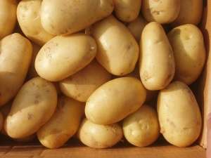 New Crop Fresh Potato (50-200G)