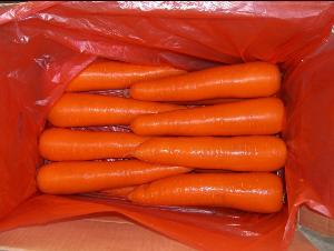 High Quality of New Crop Carrot (80-150g)